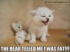 angry-cat-is-fat.jpg