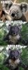 Cute-Koala.jpg