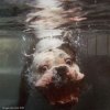 Underwater_Dog.jpg