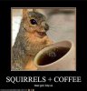 Cheerful-And-Playful-Squirrels-5.jpg