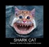 shark_cat_by_graveyardklutz72-d350vb6.jpg