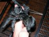 Grammostola_pulchra__002.jpg