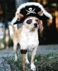 piratedog.jpg