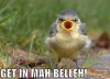 funny-pictures-bird-mouth-belly_funnyzone.jpg