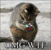 Cat-with-Rubix-Cube.jpg