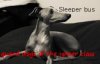 guard dogs of the upper class.jpg