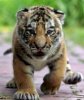 TIGER CUB.jpg