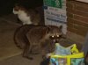 Bubba and Bandit.jpg