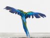 Macaw.jpg