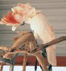 moluccan-cockatoo-7066.jpg