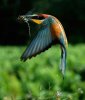 bird-meal.jpg