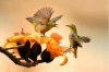 bird-fight.jpg