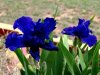 False_Blue_Iris.jpg