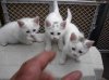 mykitties.jpg