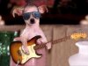 Funny wallpapers of animals (34).jpg
