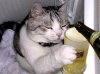 Funny wallpapers of animals (3).jpg