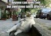 awesome cat.jpg