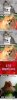 dogs.jpg