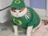 OregonDuckcat.jpg