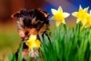 12506037-nature-background-with-little-dog-yorkshire-terrier-and-yellow-narcissus.jpg