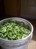 Fiddleheads.jpg