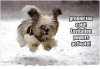 dog_levitating_funny_picture_caption_animal_pet.jpg