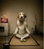 Zen.jpg