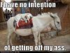 funny-dog-pictures-i-have-no-intent.jpg