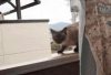 cat-jump-fail.jpg