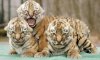 020711_siberiantiger2.jpg