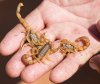 Bark Scorpions.jpg