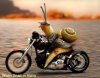 funny-animals-pictures-snail-02.jpg