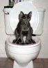 funny_cat_picture_4.jpg