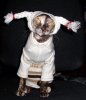 animal_costumes-34-halloween_pets.jpg