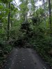 Tree in Drivweway small.jpg
