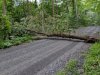 Tree in Road small.jpg