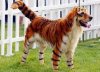 tigerdog.jpg