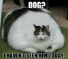 Dog.jpg