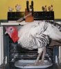 l_funnyturkey.jpg