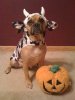 saul-the-cow-dog.jpg