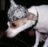 tinfoildog.jpg
