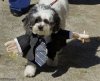 workermandog.jpg