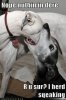 funny-dog-pictures-nope-nuthin-in-dere-r-u-sur-i-herd-sqeaking[1].jpg