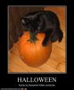 funny-pictures-basement-cat-adores-halloween.jpg
