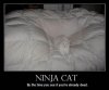 Demotivational-pictures-ninja_Cat.jpg