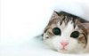 th_cat-lick-funny-stamp-2[1].jpg