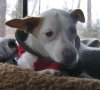 Jingle Dog in bed - cropped.jpg