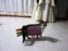 nyankitty.jpg
