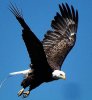 Eagle.jpg