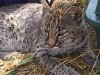 bobcat.jpg